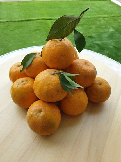 Siam Orange Seeds (Citrus Reticulata) – Certified Heirloom Exotic Mandarin Fruit Crop for Planting