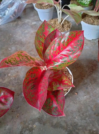 Rare Aglaonema Red Stardust Live Plant - Vibrant Speckled Tropical Houseplant
