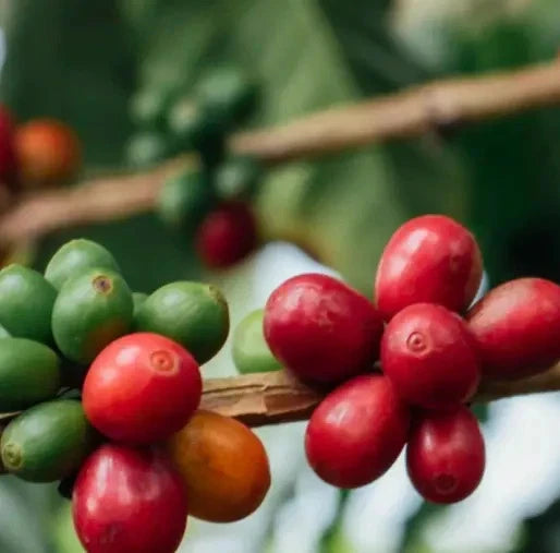 Arusha Coffee Seeds (Coffea arabica) – 120+ Premium Coffee Beans