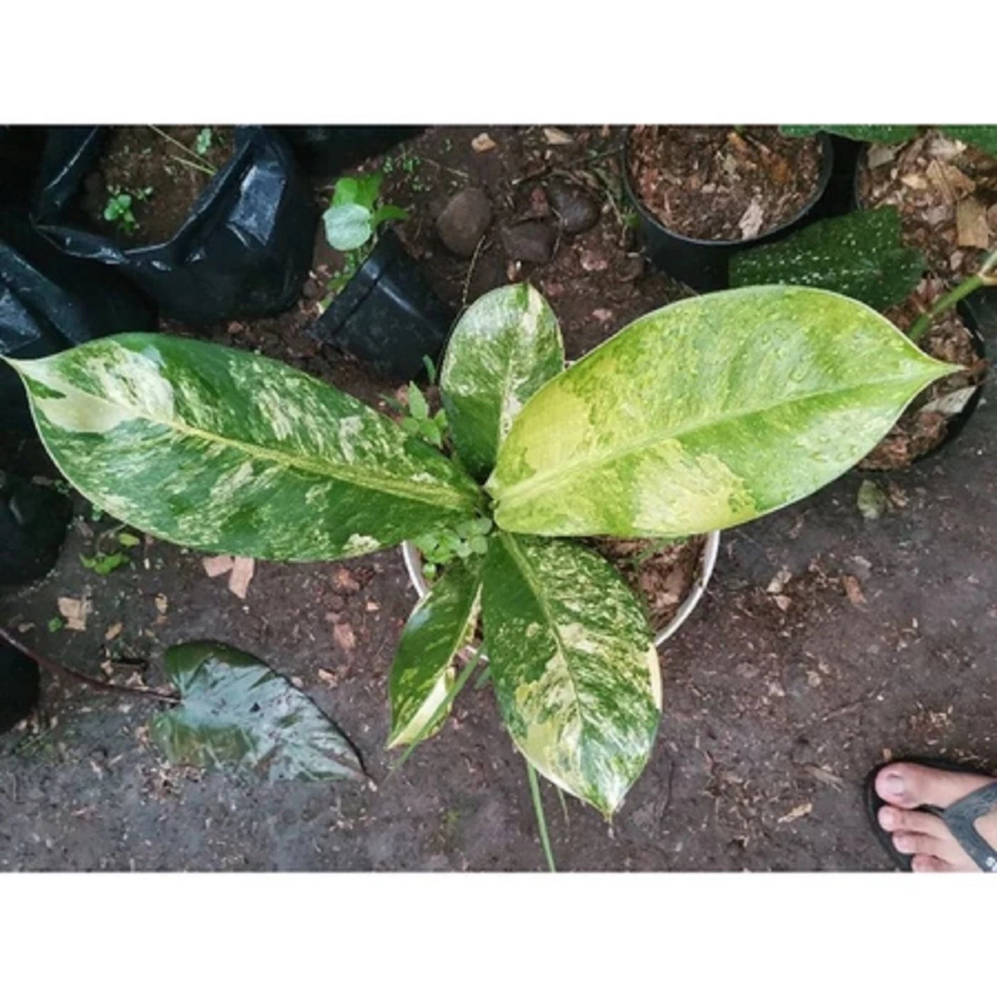 Dieffenbachia 'Big Ben' Variegated – Rare Tropical Statement Plant