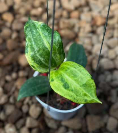 Hoya Latifolia Peridot (Wax Plant) – Rare Epiphytic Tropical Vine with Luminous Green Foliage for Indoor & Outdoor Display