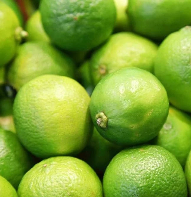 Persian Lime (Citrus latifolia) – 100+ Premium Seeds (Tahiti Lime)