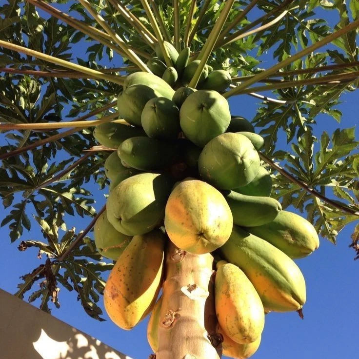 Formosa Papaya Seeds (Carica papaya 'Formosa') – 150+ Premium Fresh Large-Fruit Ultra-Sweet Formosa Papaya Seeds