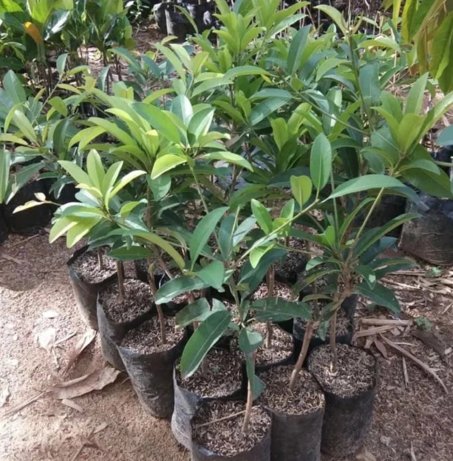 Grafted 'Jumbo Vietnam' Sapodilla (Sawo) – Premium Tropical Fruit Tree