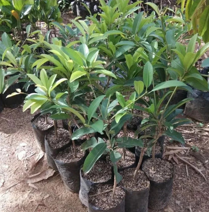 Grafted 'Jumbo Vietnam' Sapodilla (Sawo) – Premium Tropical Fruit Tree