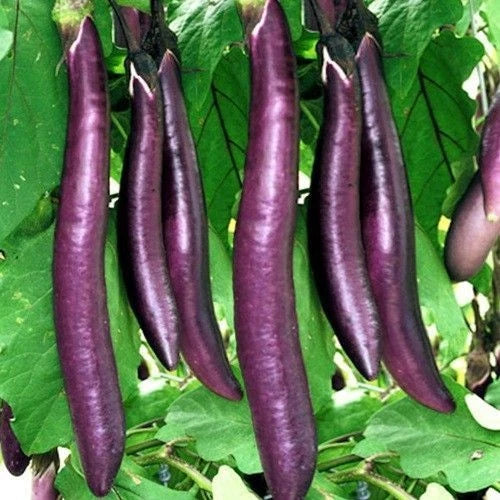 Exotic Purple Eggplant (Solanum melongena L.) – 1000+ Premium Long Aubergine Seeds