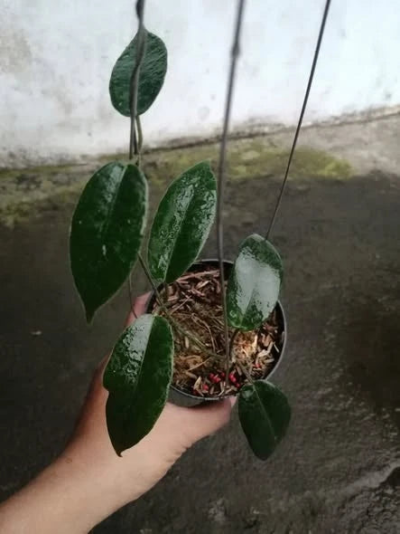 Hoya octopus (sp. Papua) – Rare Tropical Collector’s Wax Plant