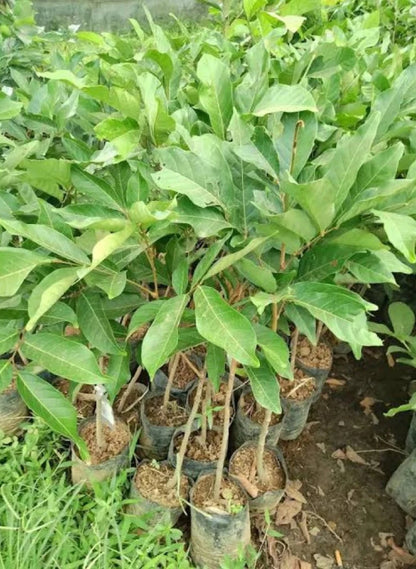 Grafted 'Rapiah' Rambutan Fruit Tree – Sweet Exotic Tropical Specimen