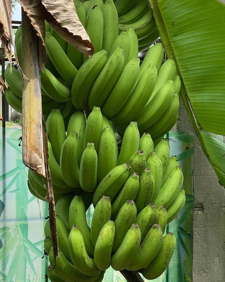 100+ FHIA-17 Banana Seeds (Musa acuminata) | Exotic Banana Fruit | Tropical Banana Tree | Rare Fruit Seeds