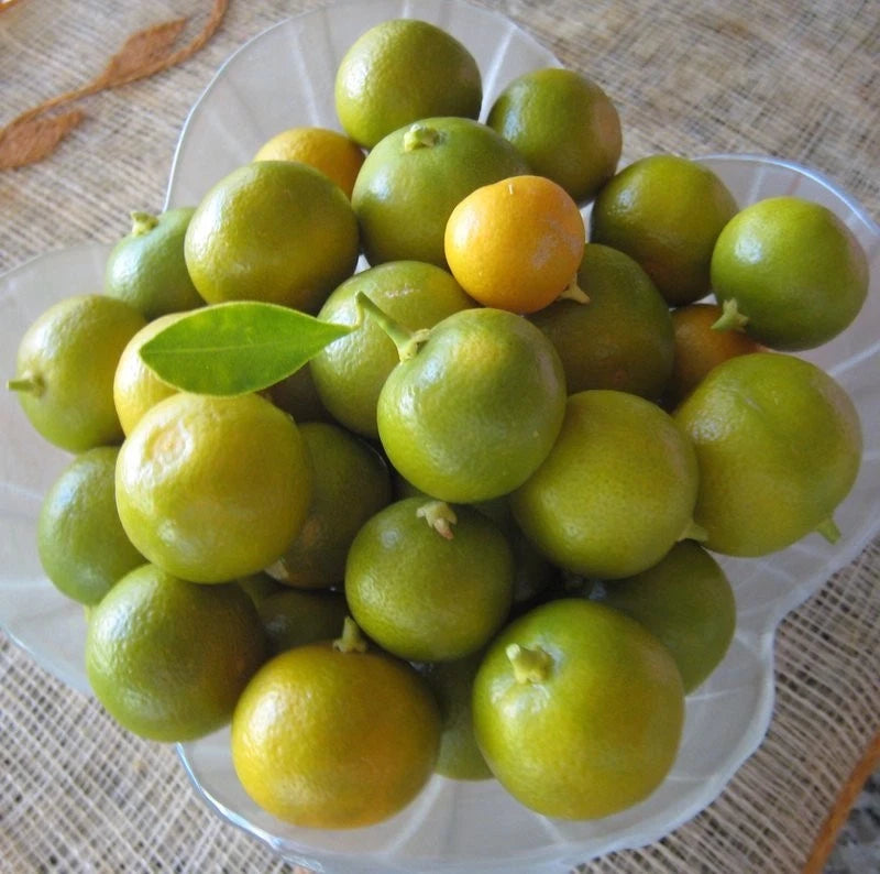 Calamansi Orange Seeds (Citrus × Microcarpa) – Certified Heirloom Philippine Acid Citrus Fruit Crop for Planting