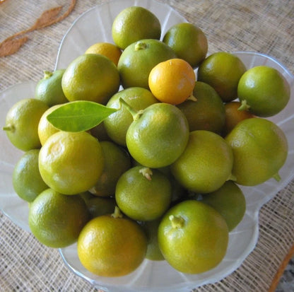 Calamansi Orange Seeds (Citrus × Microcarpa) – Certified Heirloom Philippine Acid Citrus Fruit Crop for Planting