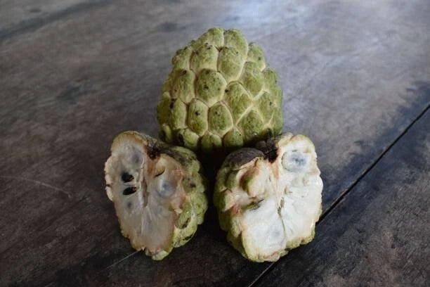 Green Sugar Apple Seeds (Annona squamosa / 300+ Sweet Custard Apple Fruit Tree Seeds) – Premium Exotic Botanical Specimen Plant Seeds for Planting