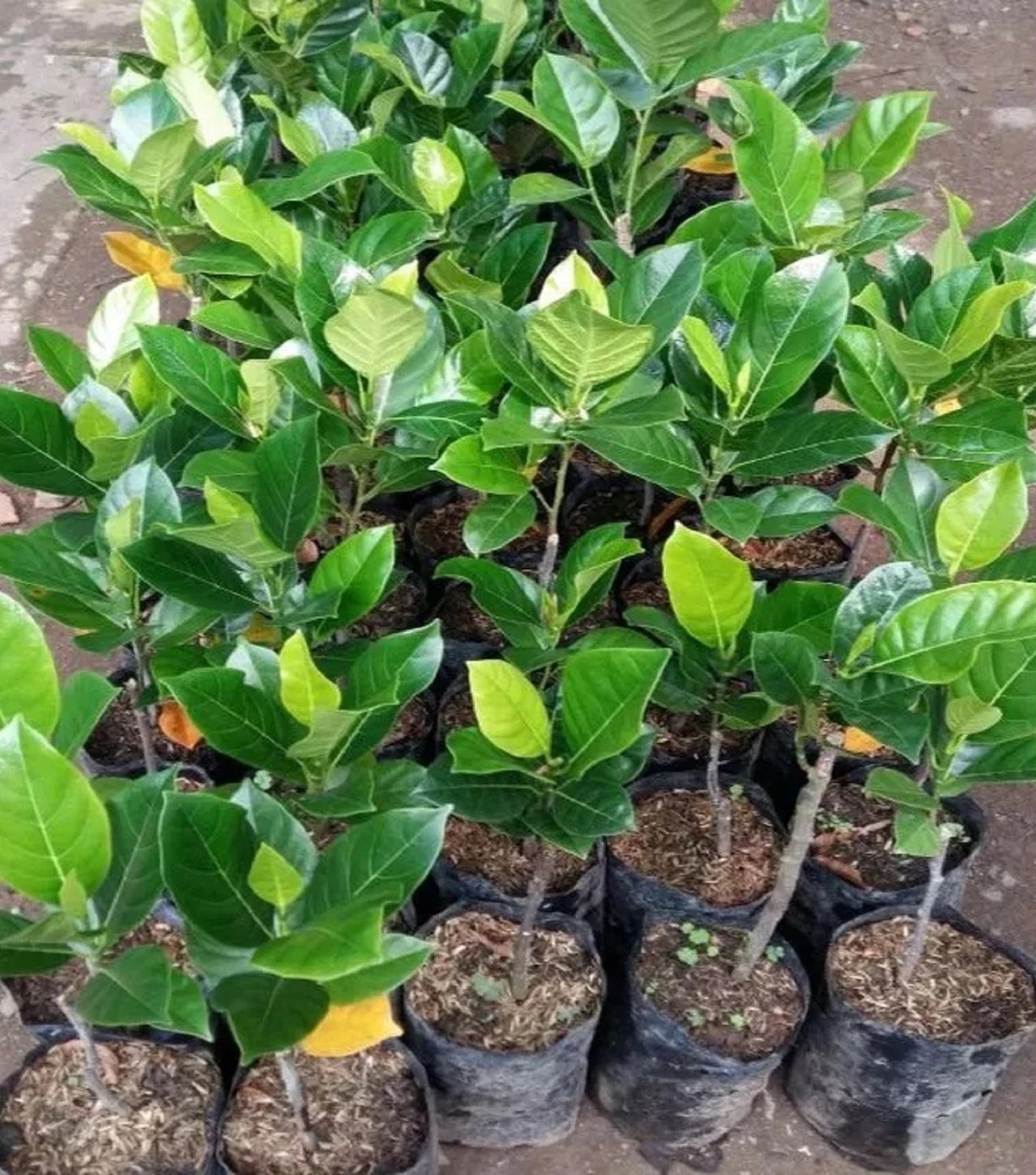 Cempedak (Artocarpus integer) - Premium Grafted Exotic Fruit Tree
