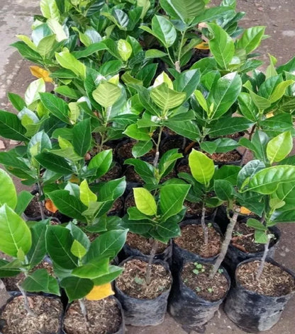 Cempedak (Artocarpus integer) - Premium Grafted Exotic Fruit Tree