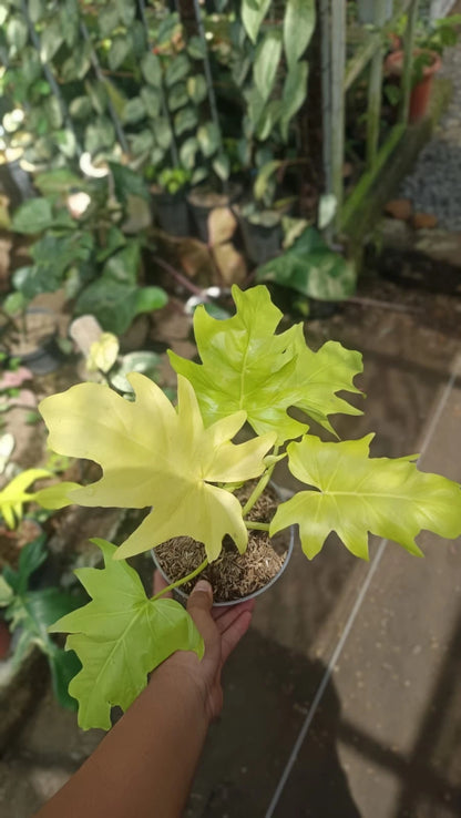 Philodendron Warscewiczii 'Golden Aurea' - Rare Tropical Aroid