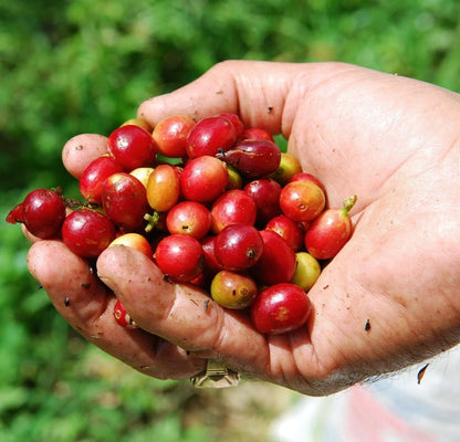 BP42 Coffee Seeds (120+ Bulk Seeds, Coffea canephora var. BP42) – Premium Indonesian Robusta High-Yield Gourmet Coffee Bean Plant Seeds for Planting