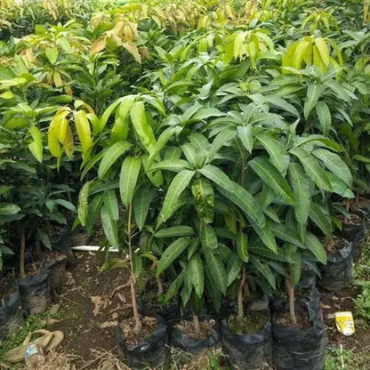 Premium Grafted Kiojay Mango Fruit Tree - Sweet Tropical Mango Fast Fruiting Plant