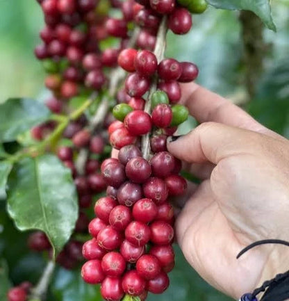 SL22 Coffee Seeds (Coffea arabica var. SL22) – Premium Heirloom Kenyan Specialty Coffee Bean Seeds for Planting (100 Pcs)