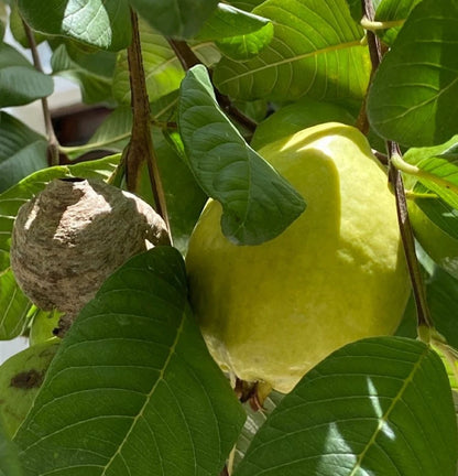 250+ Superior White Guava Seeds (Psidium guajava) | Sweet White Flesh | Tropical Fruit Tree