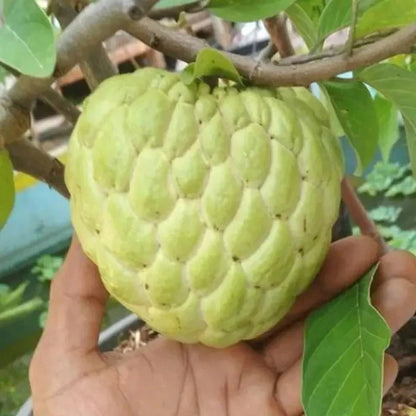 Jumbo Sugar Apple Seeds 50+ pcs (Annona squamosa) – Premium Certified Rare Giant Exotic Tropical Fruit Tree Plant Seeds for Planting