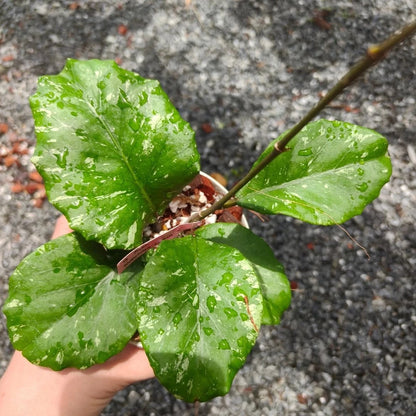 Rare Hoya sp. Aceh 'Manohara' Live Plant - Premium Exotic Tropical Fragrant Wax Plant
