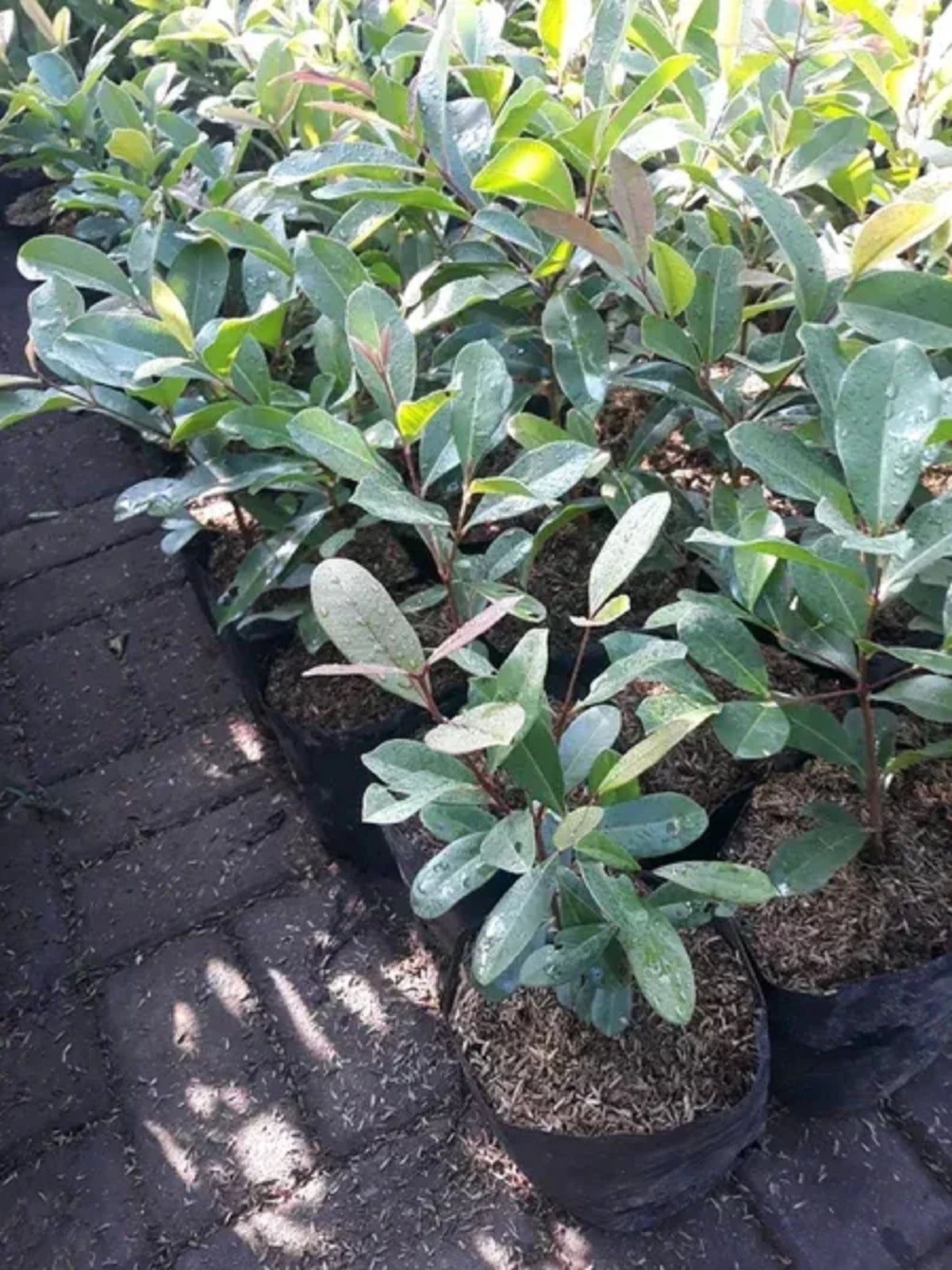 Grafted Black Juwet Fruit Tree - Premium Sweet Jamun Tropical Fruit Plant