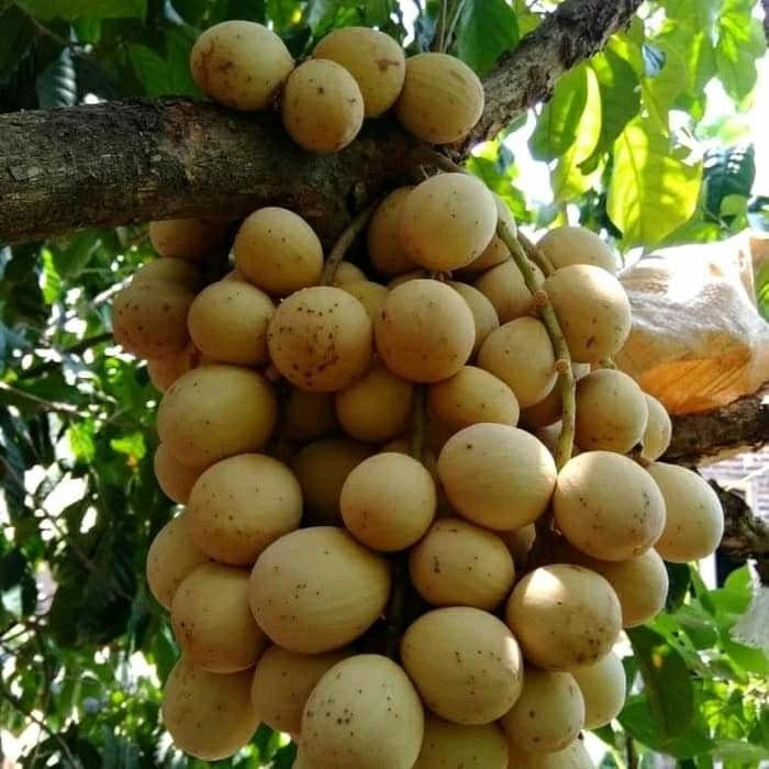 Grafted Duku Dukong Seedling – Premium Tropical Fruit Tree