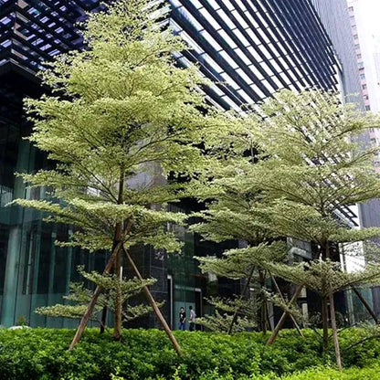 50+ Golden Terminalia Seeds (Terminalia mantaly) | Fast Growing Tropical Shade Tree | Ornamental Tree Seeds