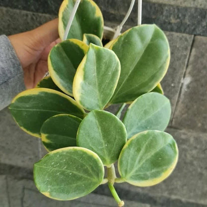 Hoya Pachyclada Albomarginata – Rare Tropical Indoor Outdoor Wax Plant Specimen with Creamy White Variegated Succulent Leaves