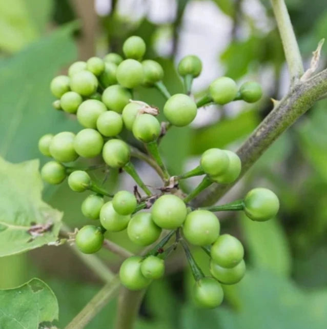 1000+ Turkey Berry Eggplant Seeds (Solanum torvum) – Certified Pea Eggplant & Solanaceae Culinary Crop Seeds for Planting