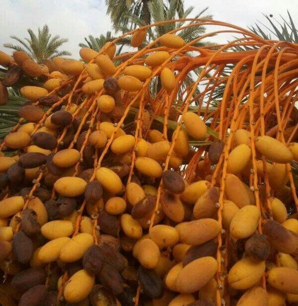 Thoory Date Palm Seeds (Phoenix dactylifera) – 35+ Premium Thuri Bread Date Seeds