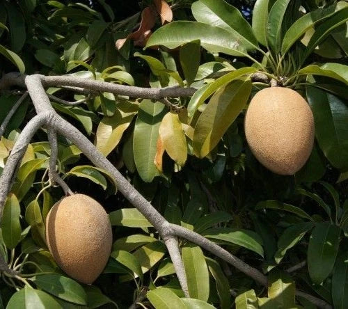 Nang Klan Wan Sapodilla Seeds (Manilkara zapota) – 35+ Premium Rare Sweet Thai Chikoo Seeds