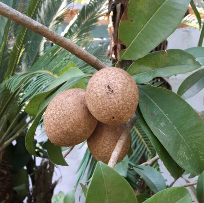 Pixbae Chico Sapodilla Seeds (Manilkara zapota) – 35 Premium Rare Elongated Honey-Sweet Chikoo Seeds