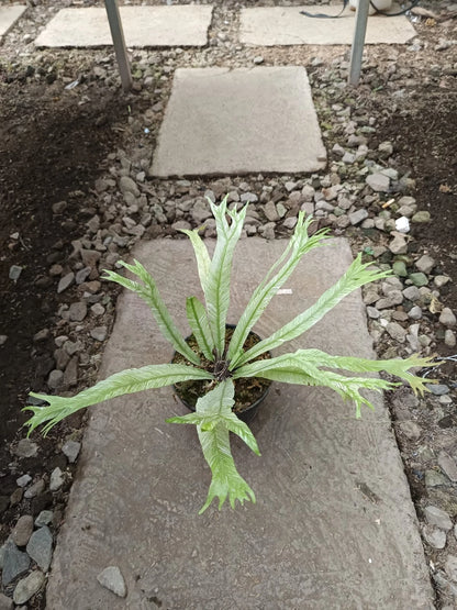 Asplenium Nidus Variegated Bird Nest Fern – Rare Exotic Variegated Architectural Tropical Plant