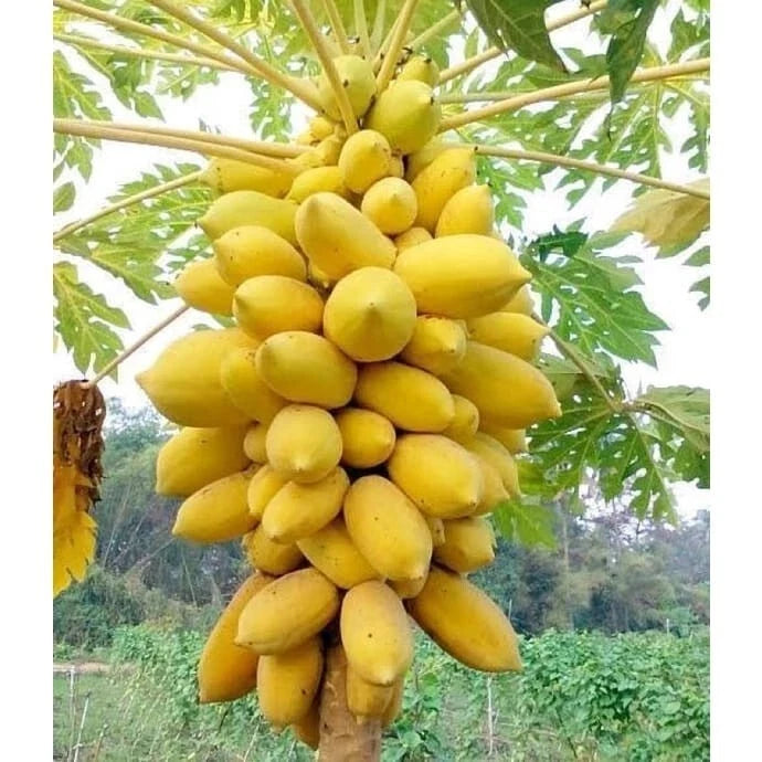 Golden Papaya (Carica papaya L.) – 150+ Premium Seeds