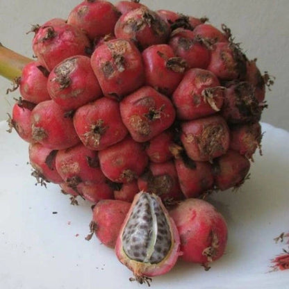 100+ Pink Torch Ginger Seeds (Etlingera elatior) | Tropical Flower Plant | Exotic Ornamental Ginger