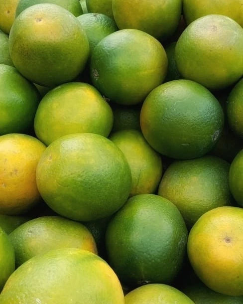 Baby Java Sweet Orange Seeds (Citrus sinensis) – 30+ Premium Fresh Citrus Seeds