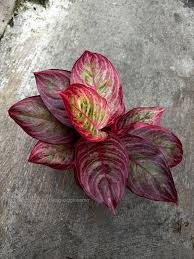 Aglaonema Riris Very Beautiful Leaves Rare Tropical Plant