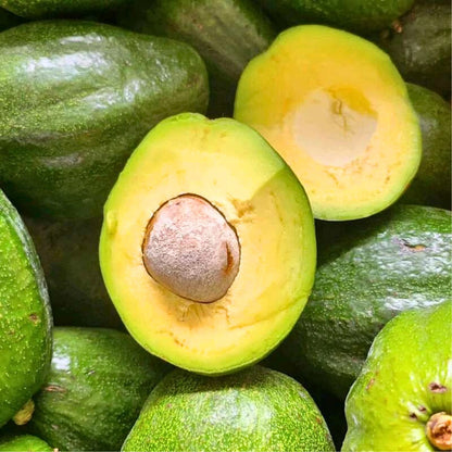 Live Plant - Avocado Marcus (Persea Americana) Tropical Live Big Fruit Tree Exotic 1-2 feet – Markus Avocado Grafted Seedlings (45cm–60cm) Premium Persea americana Live Fruit Tree Specimen for Orchard & Garden