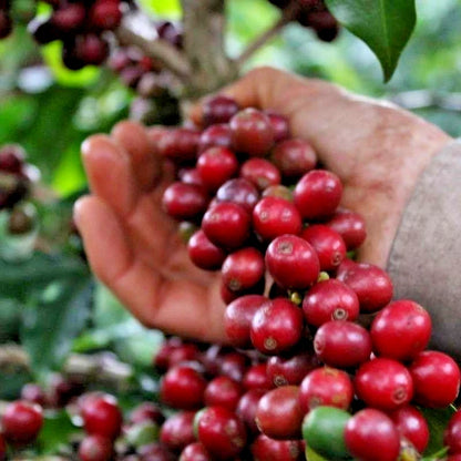 2000+ Premium Coffee Seeds (Coffea arabica var. Red Catuai) – Certified Heirloom Red Catuai Coffee Bean Crop Seeds for Planting