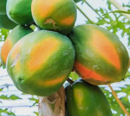 Premium 'Honey Dew' Papaya Seeds (Carica papaya) – F1 Hybrid High-Performance Sweet Tropical Fruit Seeds (150 Count)
