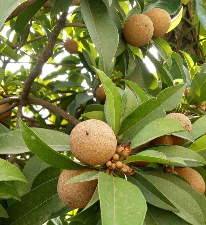 Fairchild Sapodilla Seeds (Manilkara zapota) – 35 Premium Sweet Chico Zapote Seeds