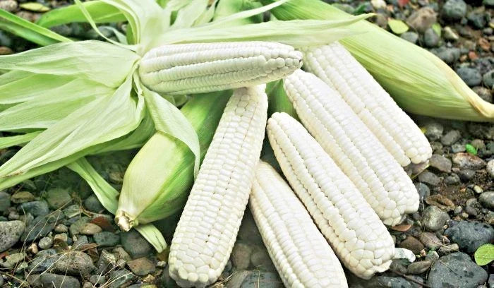 White Waxy Corn (Zea mays var. ceratina) – 250+ Premium Glutinous Seeds