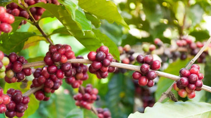 Catimor Coffee Seeds (Coffea arabica x Coffea canephora) – Premium Certified High-Disease-Resistant Gourmet Coffee Bean Plant Seeds for Planting (120 Pcs)