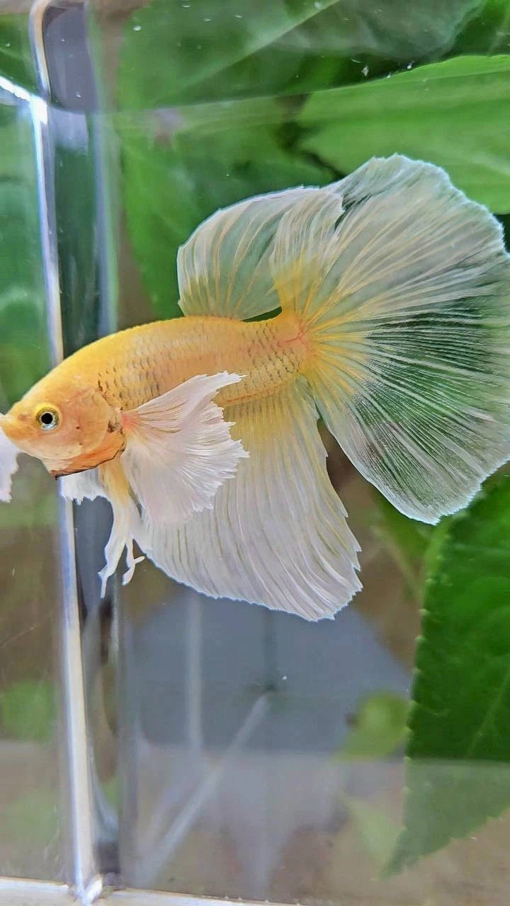 Rare Halfmoon Dumbo Ear Gold Butterfly - Premium Import Betta Fish From Indonesia