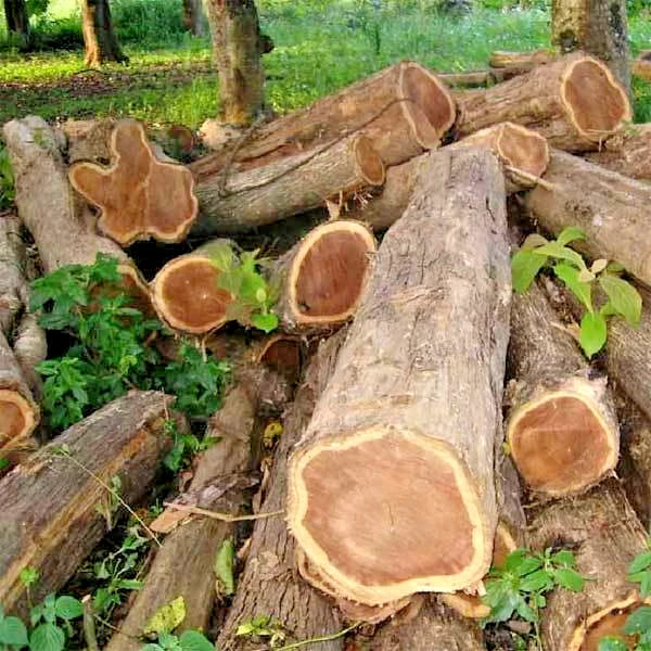 Superior Teak Tree 50+ Seeds (Tectona grandis) – Premium Quality Fast-Growing Hardwood Timber Seeds for Planting and Cultivation