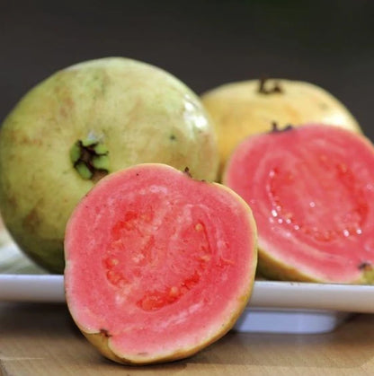 250+ Red Guava Seeds var. Titi (Psidium guajava) – Certified Pink Guava Fruit Crop Seeds for Planting