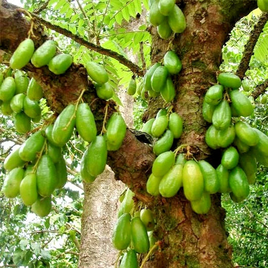 Bilimbi Cucumber Tree Seeds (Averrhoa bilimbi) – Premium 100+ Tree of Sorrel Exotic Tropical Fruit Seeds for Planting (100+ Pcs)
