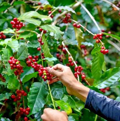 2000+ Premium Coffee Seeds (Coffea arabica var. typica) – Certified Heirloom Typica Coffee Bean Crop Seeds for Planting