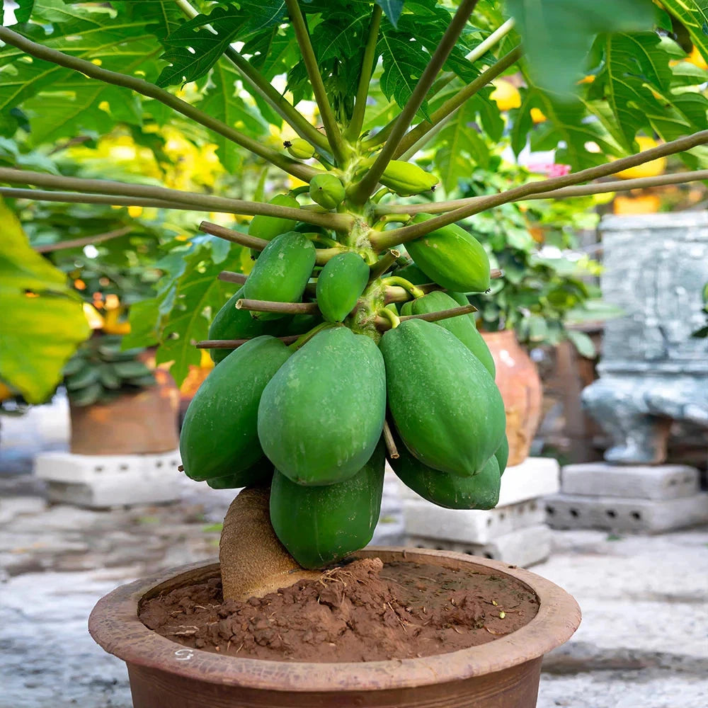 1,000+ Dwarf Indian Pusa Papaya Seeds (Carica papaya) | Fast Fruiting | Compact Tropical Fruit Plant